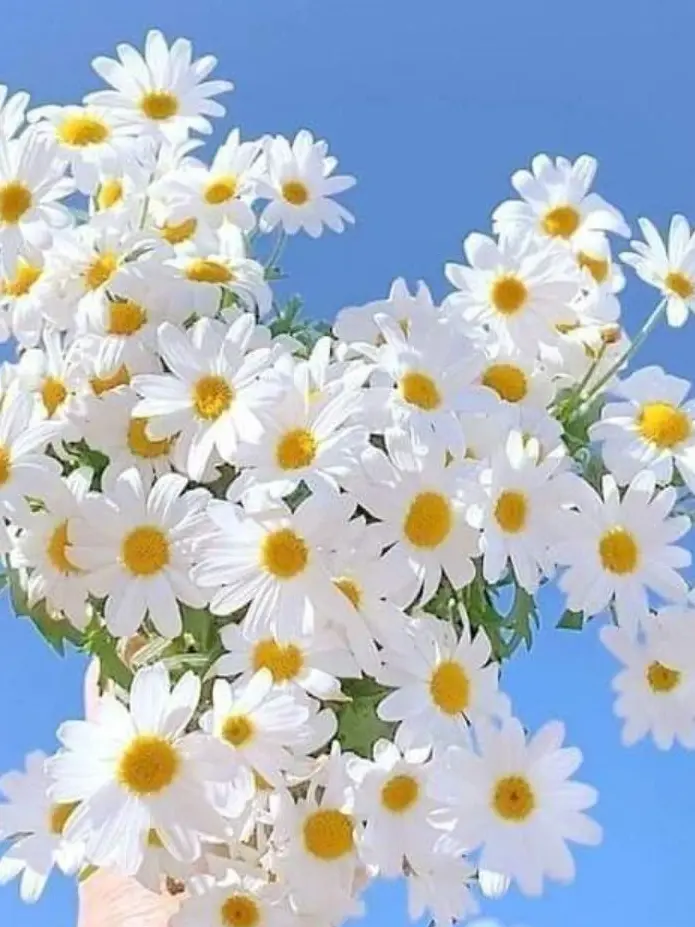 HSRD-Heptagram의 양아치의 동생이 귀여우면 생기는일