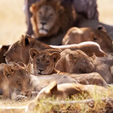 Profile image of Lion Pride