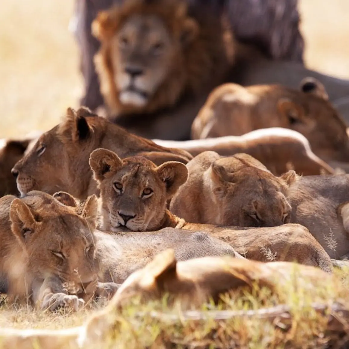 Thatoneperson23의 Lion Pride