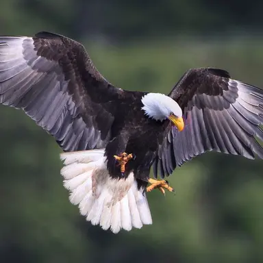 Profile image of Eagle Tribe