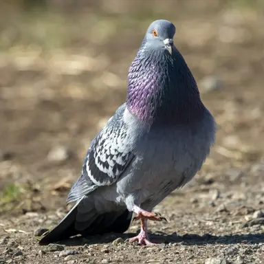 Profile image of Kawara