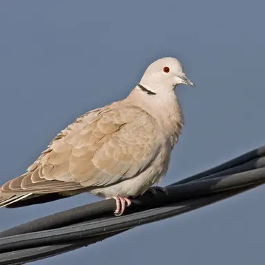 Profile image of Shirako