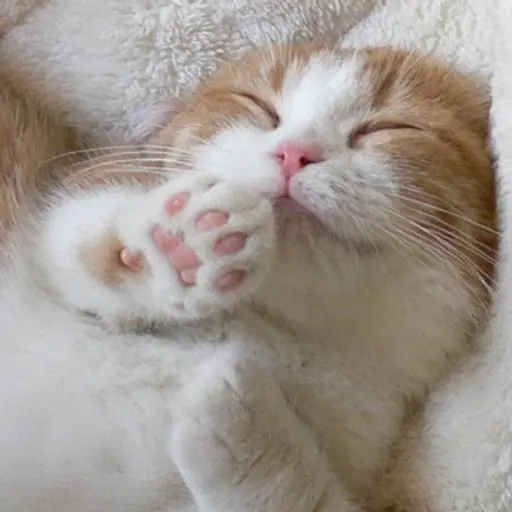AbleGolf2645의 귀여운 고양이