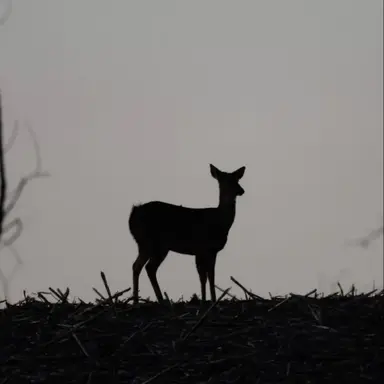Profile image of リリー