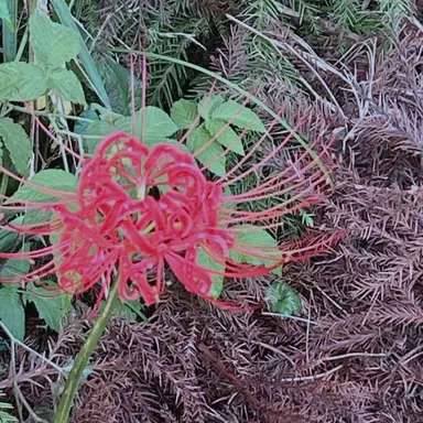 Profile image of 中宮 悠