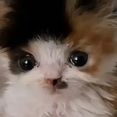Profile image of 삼색이
