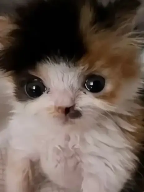 Cat-.의 삼색이 1주년 축축!!!!!!!!!