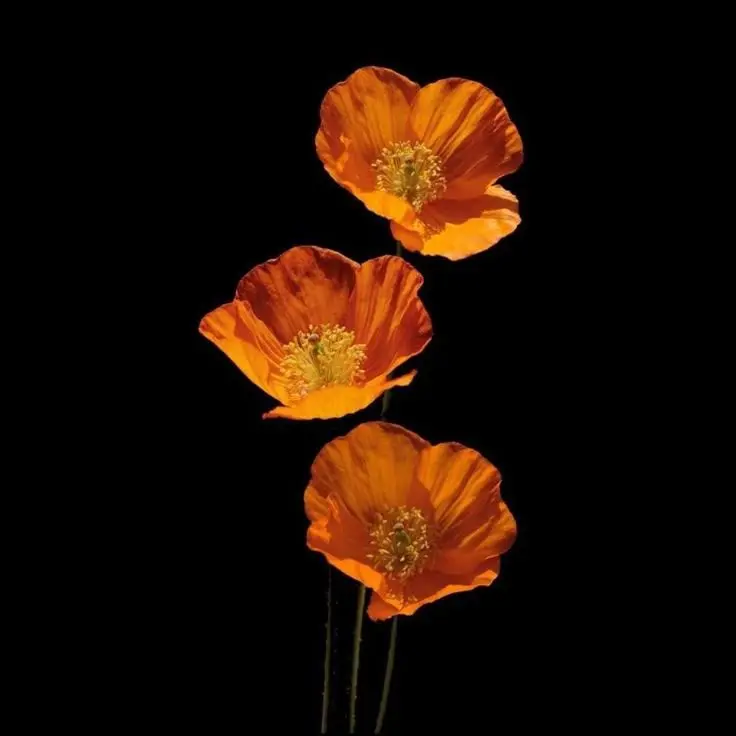 Bakugochan의 Overdose