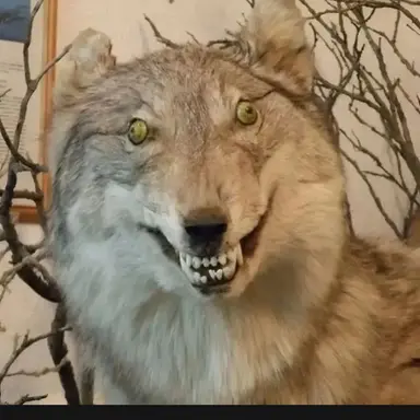 Profile image of 늑대