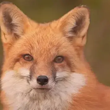Profile image of Fox