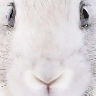 Profile image of 리노