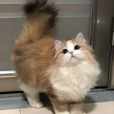 Profile image of 모루