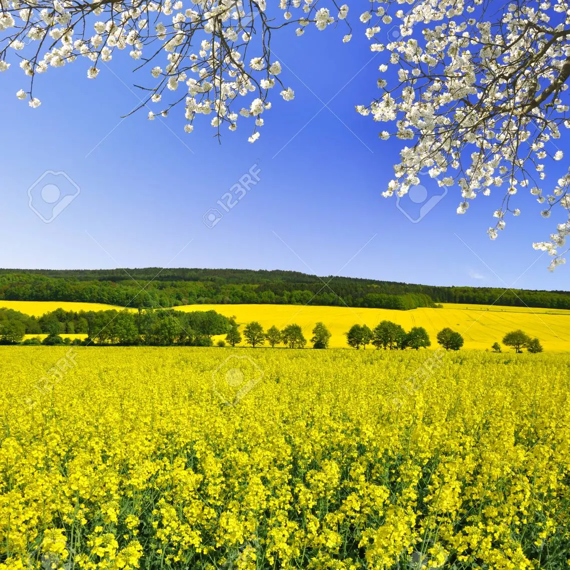 Kotone_sion의 비스트×체인소 맨 친구 추천