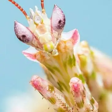 Profile image of Flower mantis