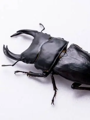 Mosquito_의 でっかいクワガタ