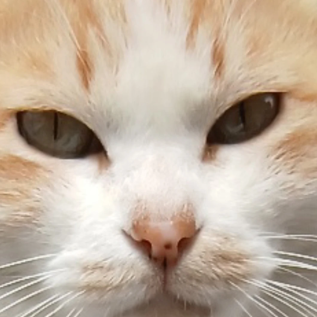 우하하