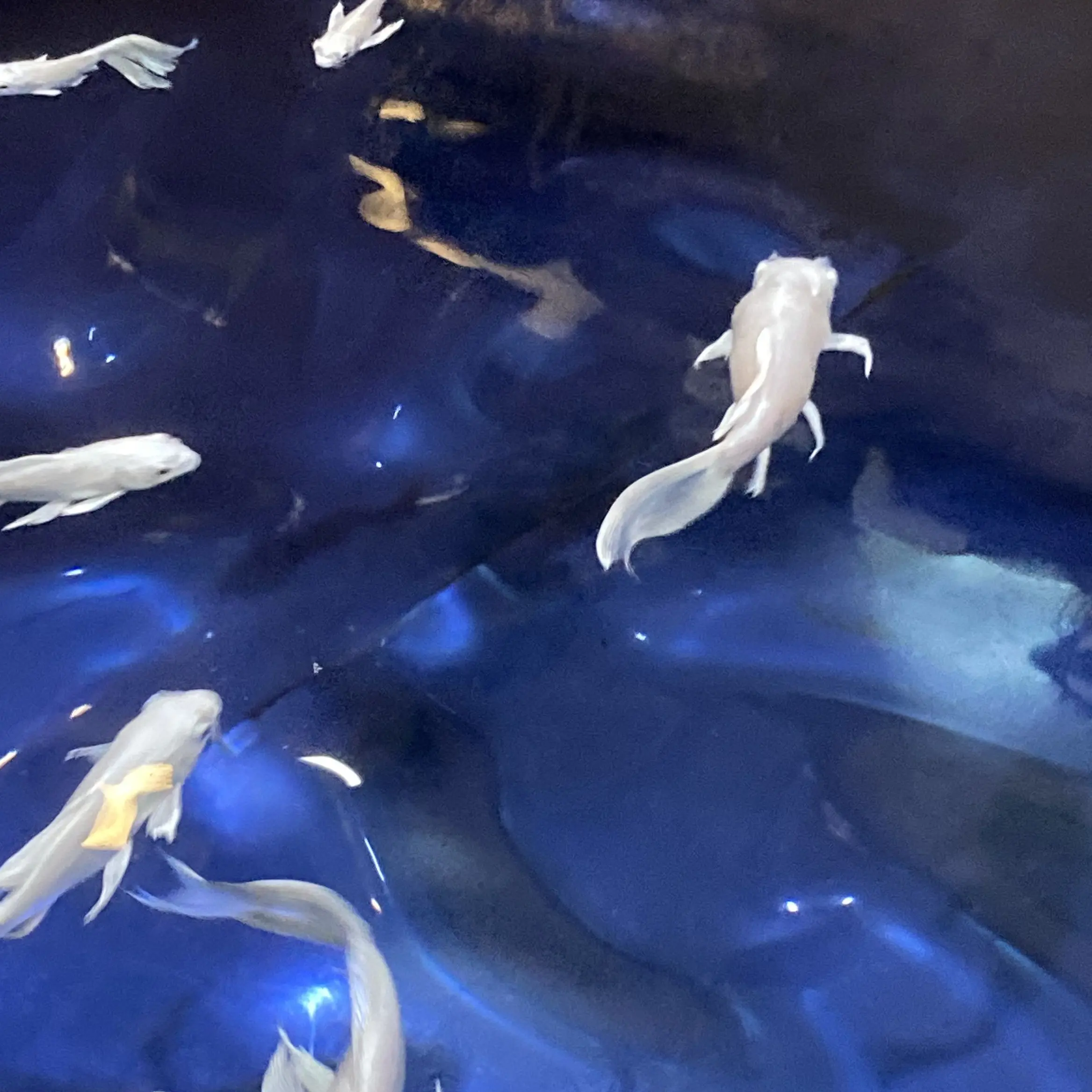 IMARIA1004의 망한인생.