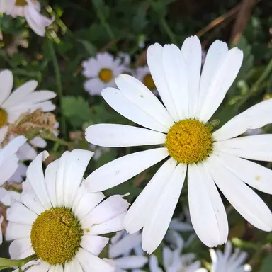 Profile image of 여우