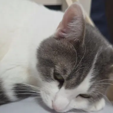 Profile image of アオイ