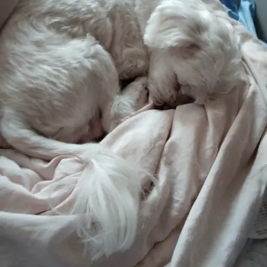 Profile image of 심장