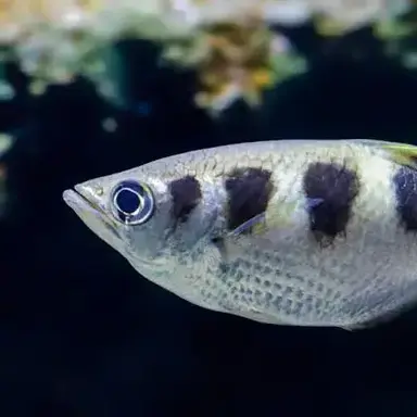 Profile image of Anthony