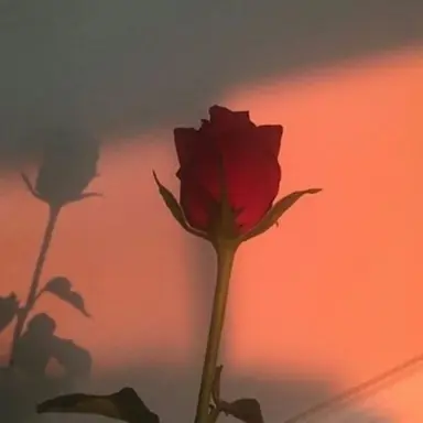 Profile image of 山田涼介