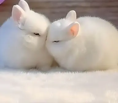 Profile image of 몽실이