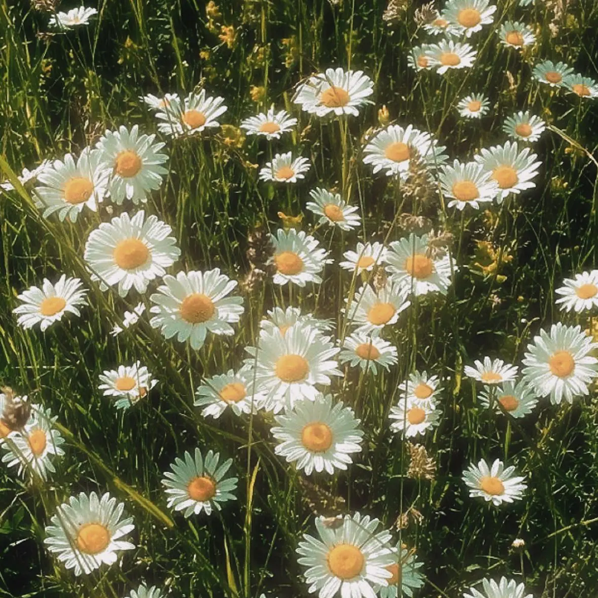 kill.z__7799의 夏目友人帳 〜うつせみに結ぶ〜