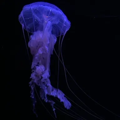 Profile image of 結