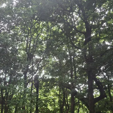 Profile image of 不知火タマキ