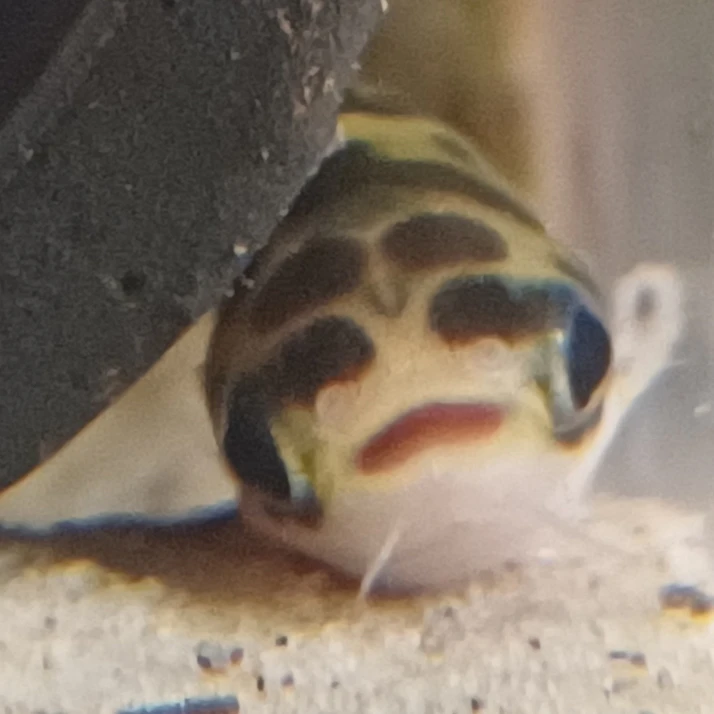 지룬이