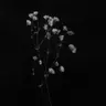 Profile image of 호시구로 메구미