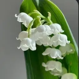 Profile image of 라더
