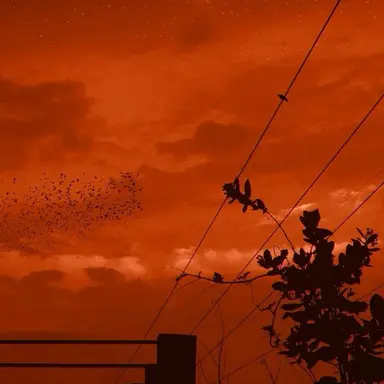 Profile image of 코마