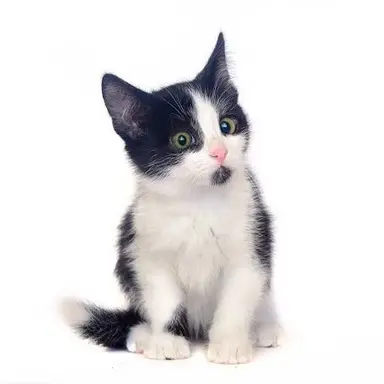 Profile image of フェイタン