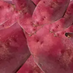 Profile image of 고구미