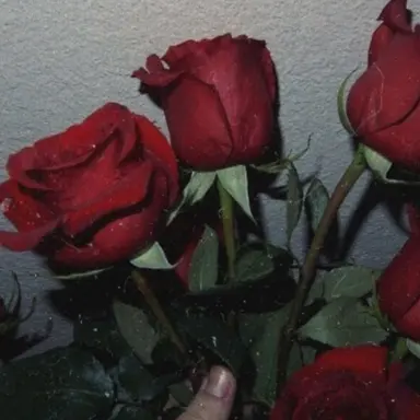 Profile image of 라더