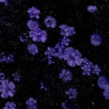 Profile image of 수현