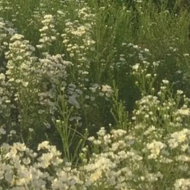 Profile image of 공룡