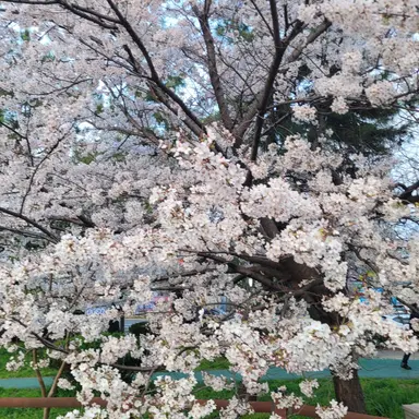 Profile image of 에이나