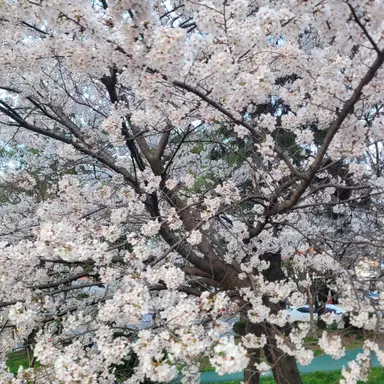 Profile image of 유하