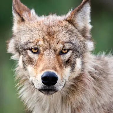 Profile image of Felix