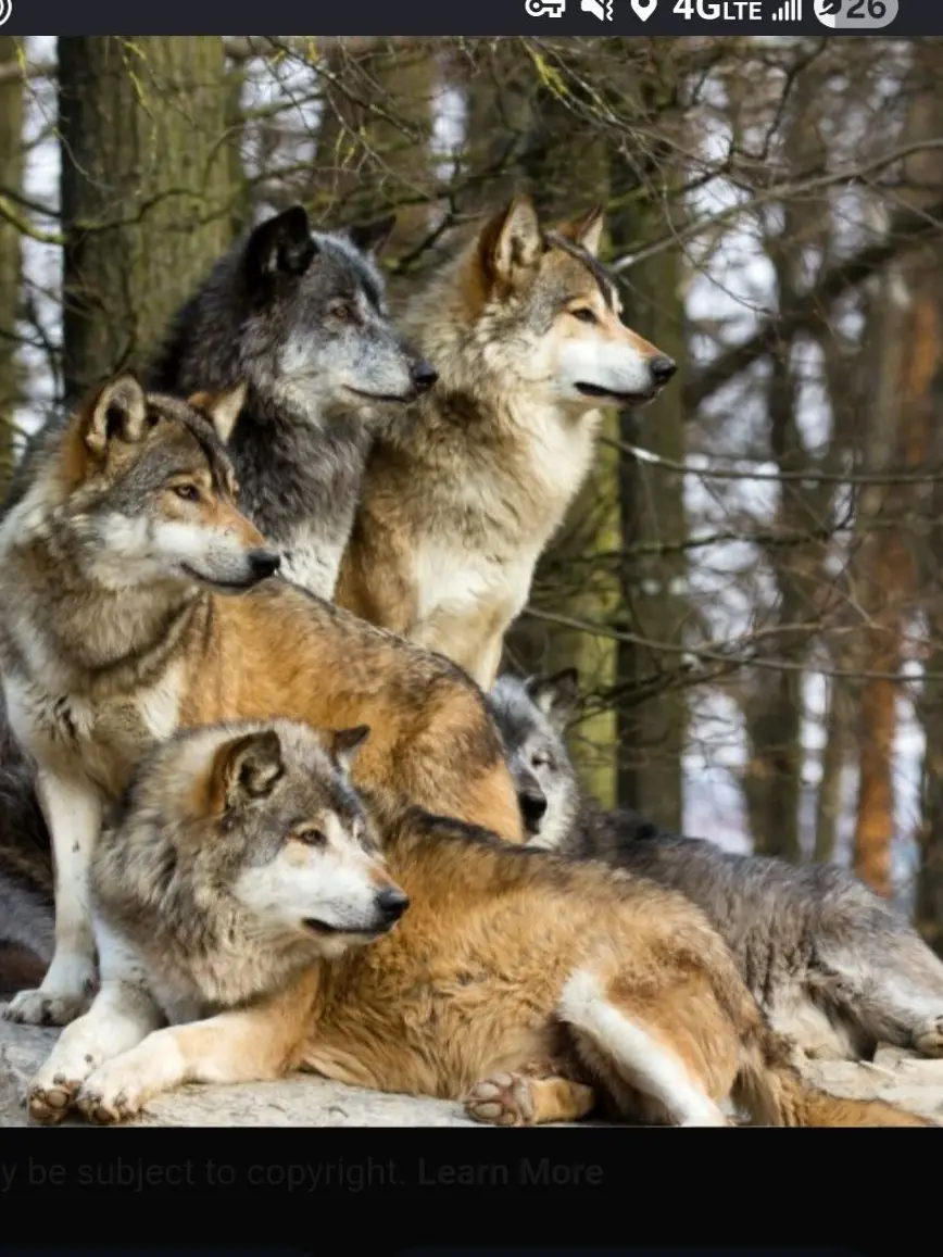 FlushOptic2392의 Wolf Pack