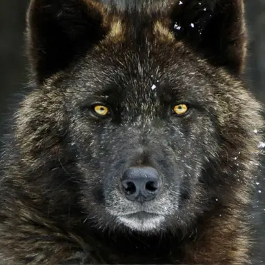 Profile image of Max