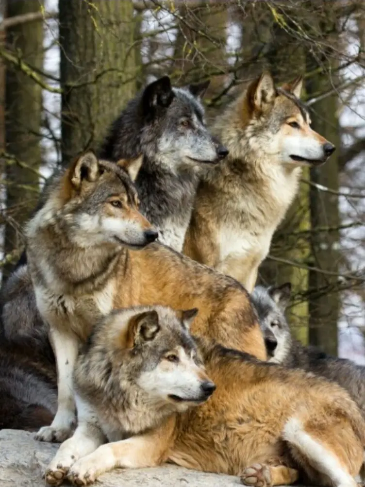 Nightmare_666의 Wolf Pack