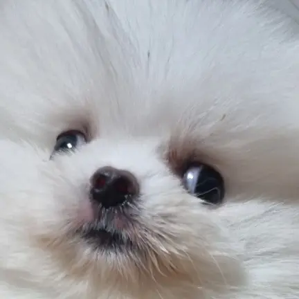 jibu_kim의 끼륵빢