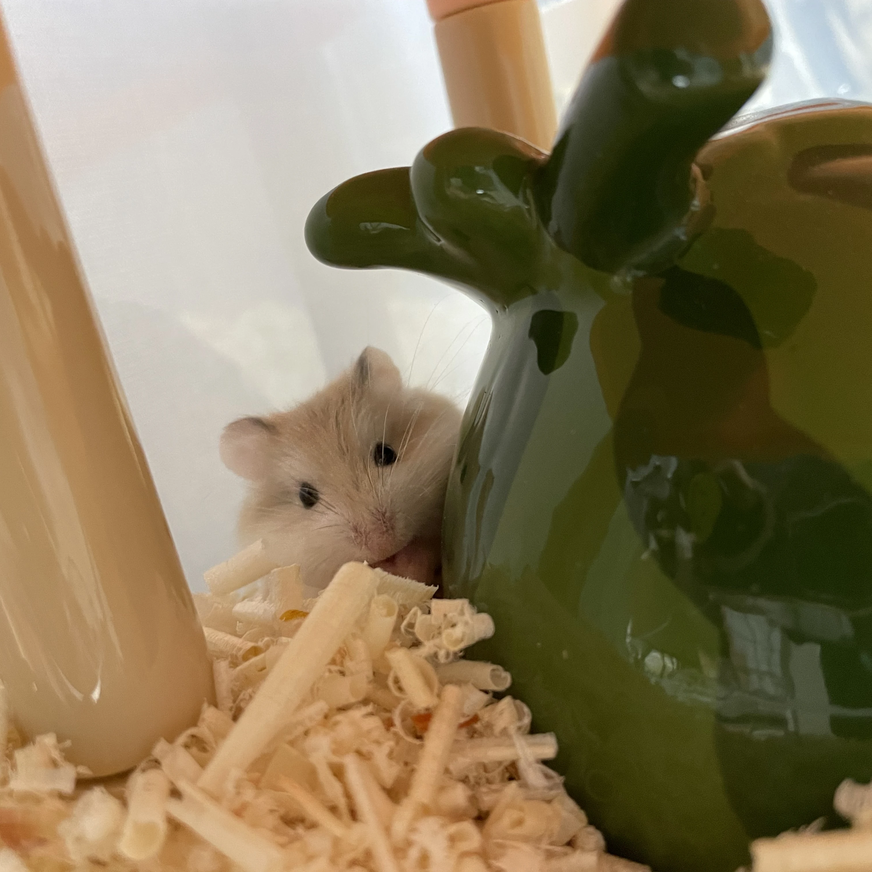 모루