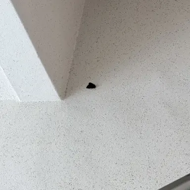 Profile image of 전하진