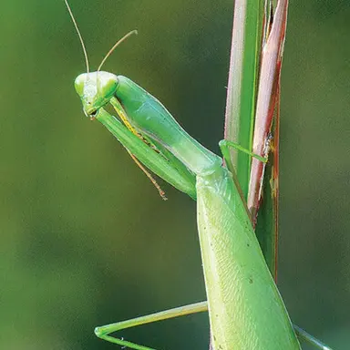 Profile image of 항라