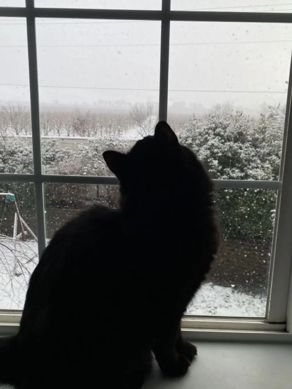 LemonyShot3830의 私だけに甘い黒猫